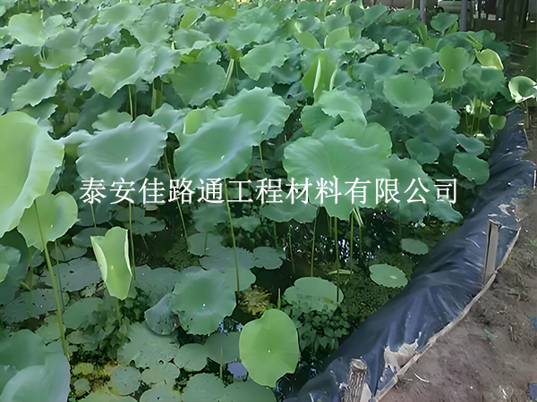 鱼虾养殖防渗膜施工成本高？这些原因要知晓